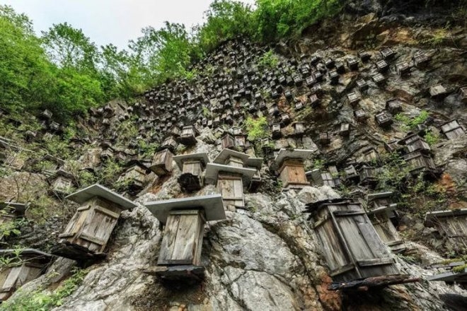 Một vách đá nuôi ong trong Khu bảo tồn Thiên nhiên Shennongjia, tỉnh Hồ Bắc (Trung Quốc)