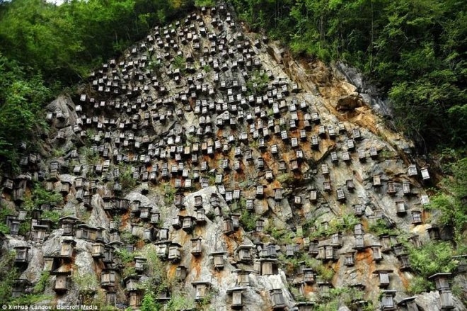 Khu bảo tồn ong hoang dã trên vách núi ở Trung Quốc 3