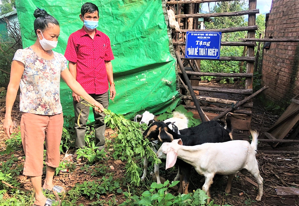 Gia đình anh Rơ Châm Ú (làng Tơ Vơn 1, xã Ia Khươl, huyện Chư Păh) được hỗ trợ dê giống để chăn nuôi, phát triển kinh tế