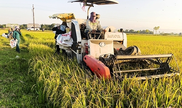 Hối hả thu hoạch lúa Hè Thu 2021 ở Hà Tĩnh