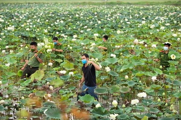 Cán bộ, chiến sĩ Công an huyện Ứng Hòa đã tổ chức thu hoạch và trở thành đầu mối tiêu thụ hoa sen, chung tay cùng vượt qua khó khăn với người nông dân