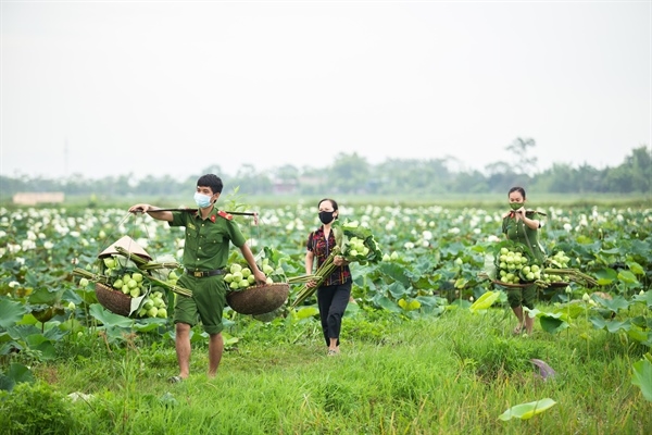 Công an huyện Ứng Hòa, Hà Nội hỗ trợ người dân thu hoạch và tiêu thụ hoa sen 6