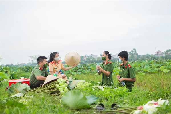 Công an huyện Ứng Hòa, Hà Nội hỗ trợ người dân thu hoạch và tiêu thụ hoa sen 12