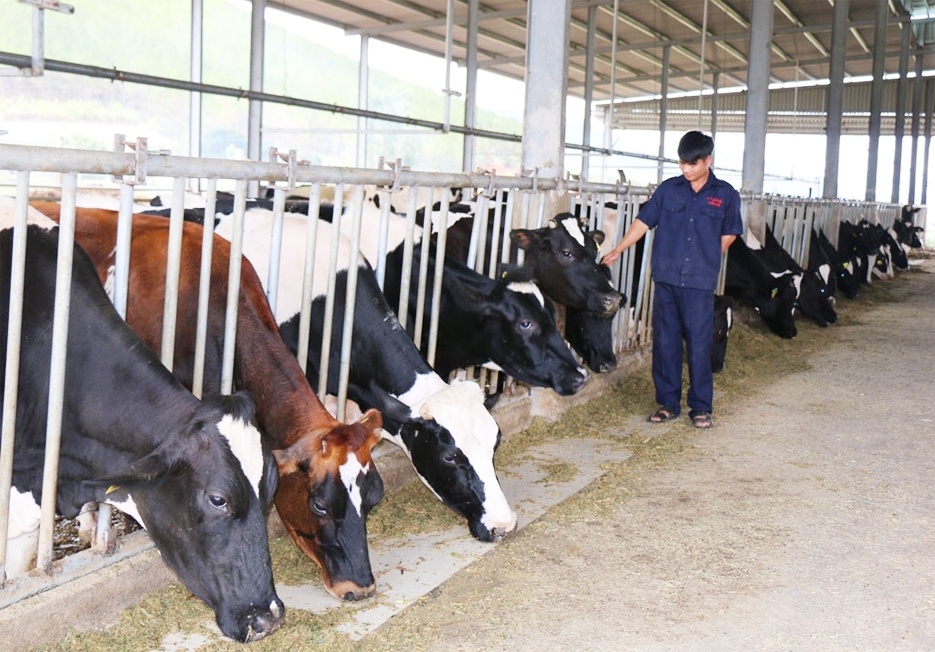 Viêt Nam đặt ra mục tiêu đến năm 2030, đàn bò sữa sẽ đạt quy mô 700 nghìn con