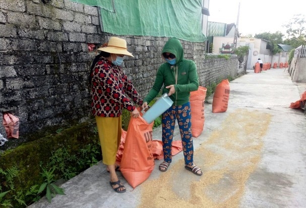 Nông dân Yên Thành tỉnh Nghệ An phơi lúa chuẩn bị xuất bán