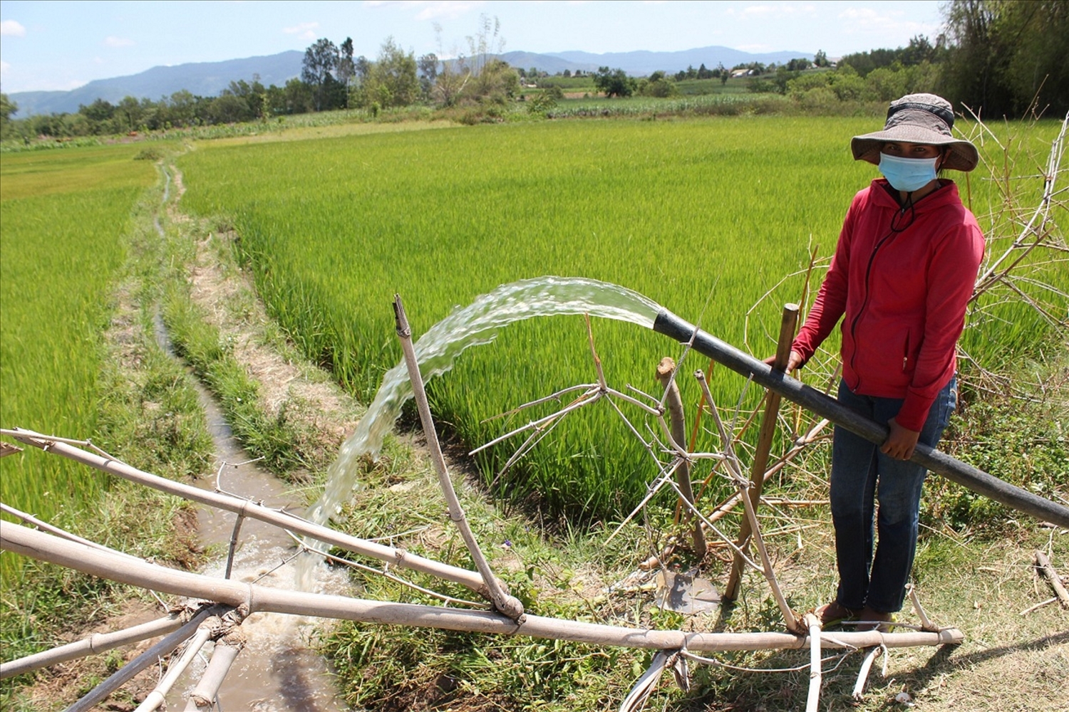 Nông dân dùng máy bơm bơm nước cứu lúa