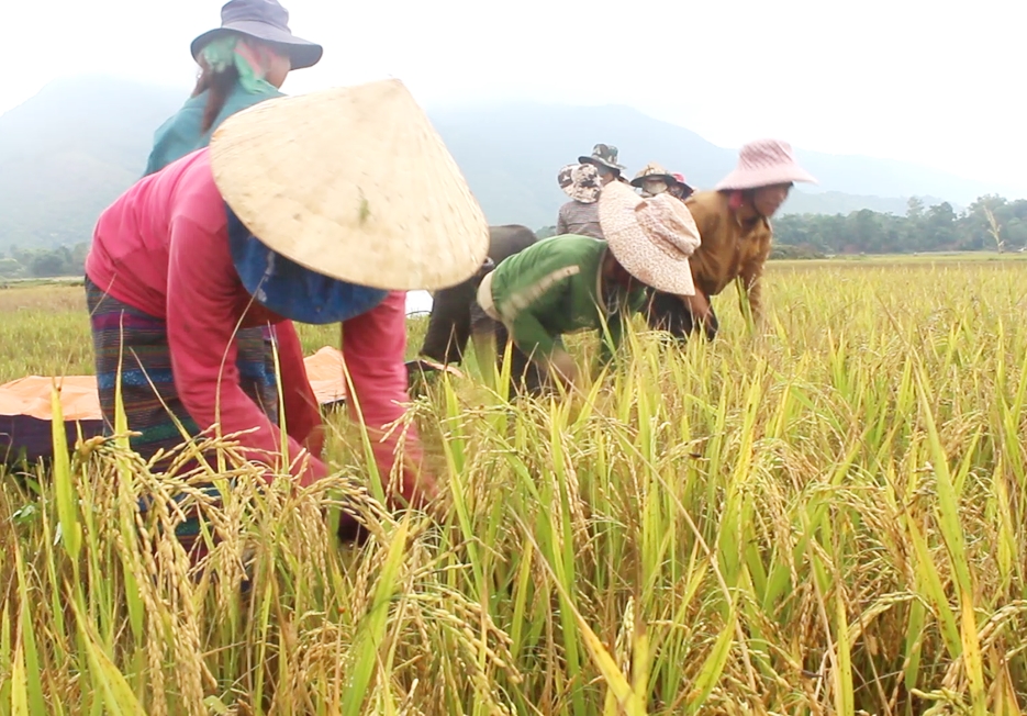Sản xuất lúa nước bảo đảm nguồn lương thực tại chỗ cho người dân xã Hướng Lập