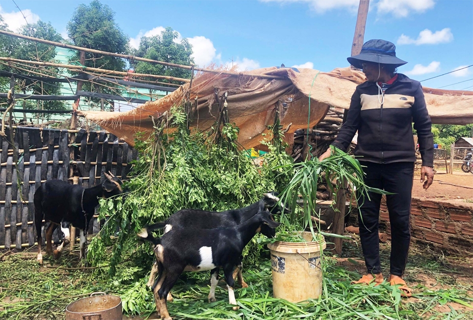 Bà Srắt làng Đê Hrel, thị trấn Kon Dơng, huyện Mang Yang chăm sóc đàn dê của gia đình