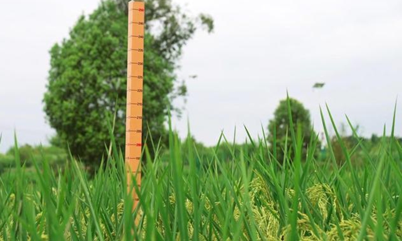 Chiều cao trung bình của cây lúa khổng lồ là 2 mét. Ảnh: Xinhua