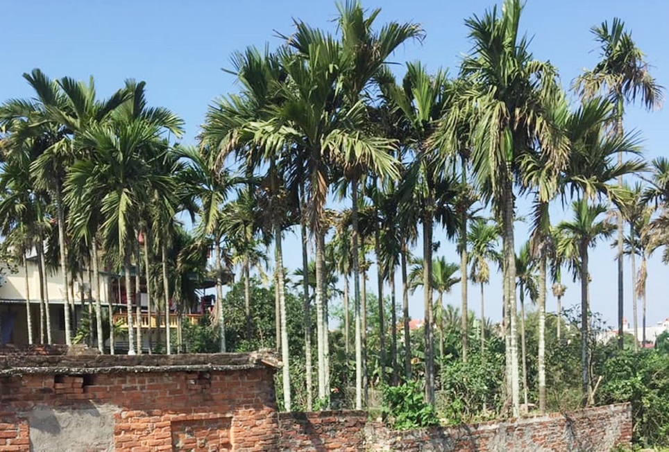 Nhiều vườn cau tại Quảng Ngãi mang lại thu nhập cho người dân
