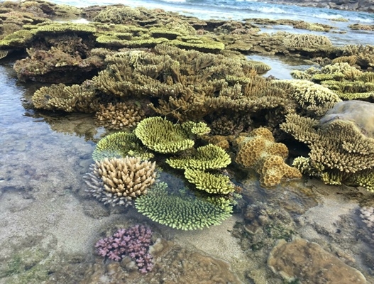  Lung linh sắc màu san hô cành tại vùng biển huyện Ninh Hải