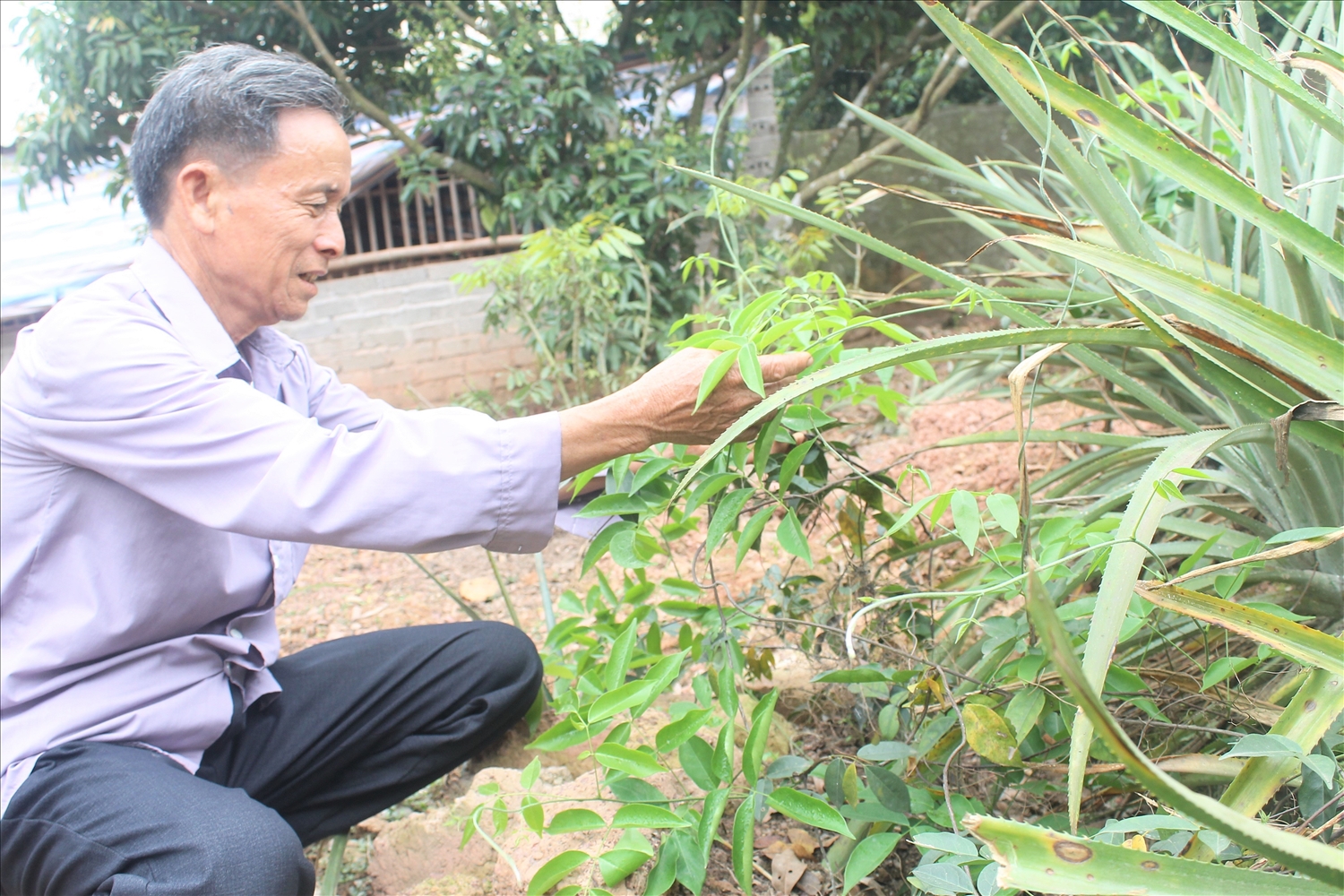 Ông Nguyễn Khắc Lư (thôn Hậu, xã Liên Chung, huyện Tân Yên, Bắc Giang) chăm sóc những khóm sâm Nam mọc xen lẫn những bụi cây dứa
