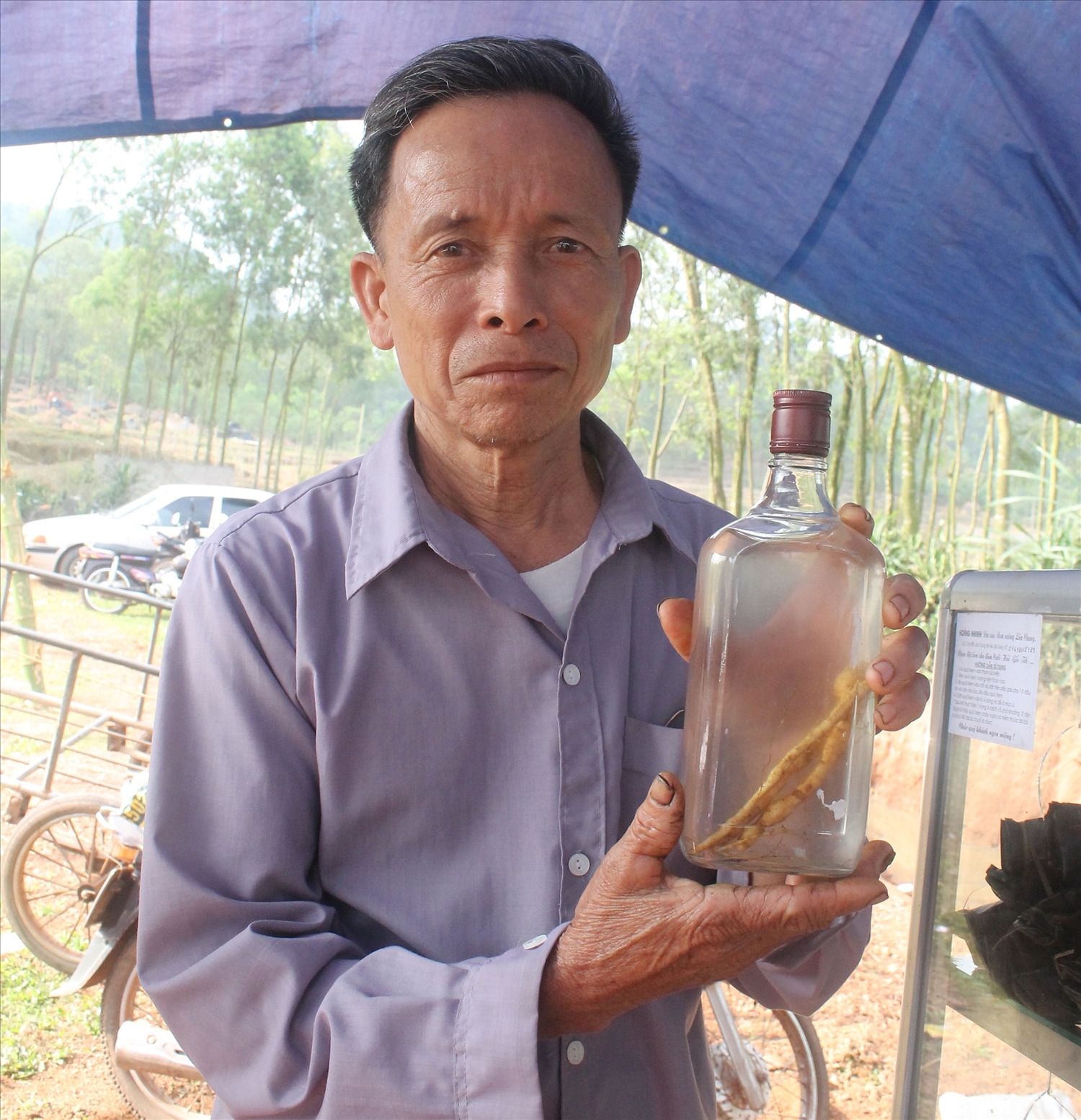 Sản phẩm sâm Nam núi Dành hiện phần lớn được ngâm rượu hoặc hãm nước uống