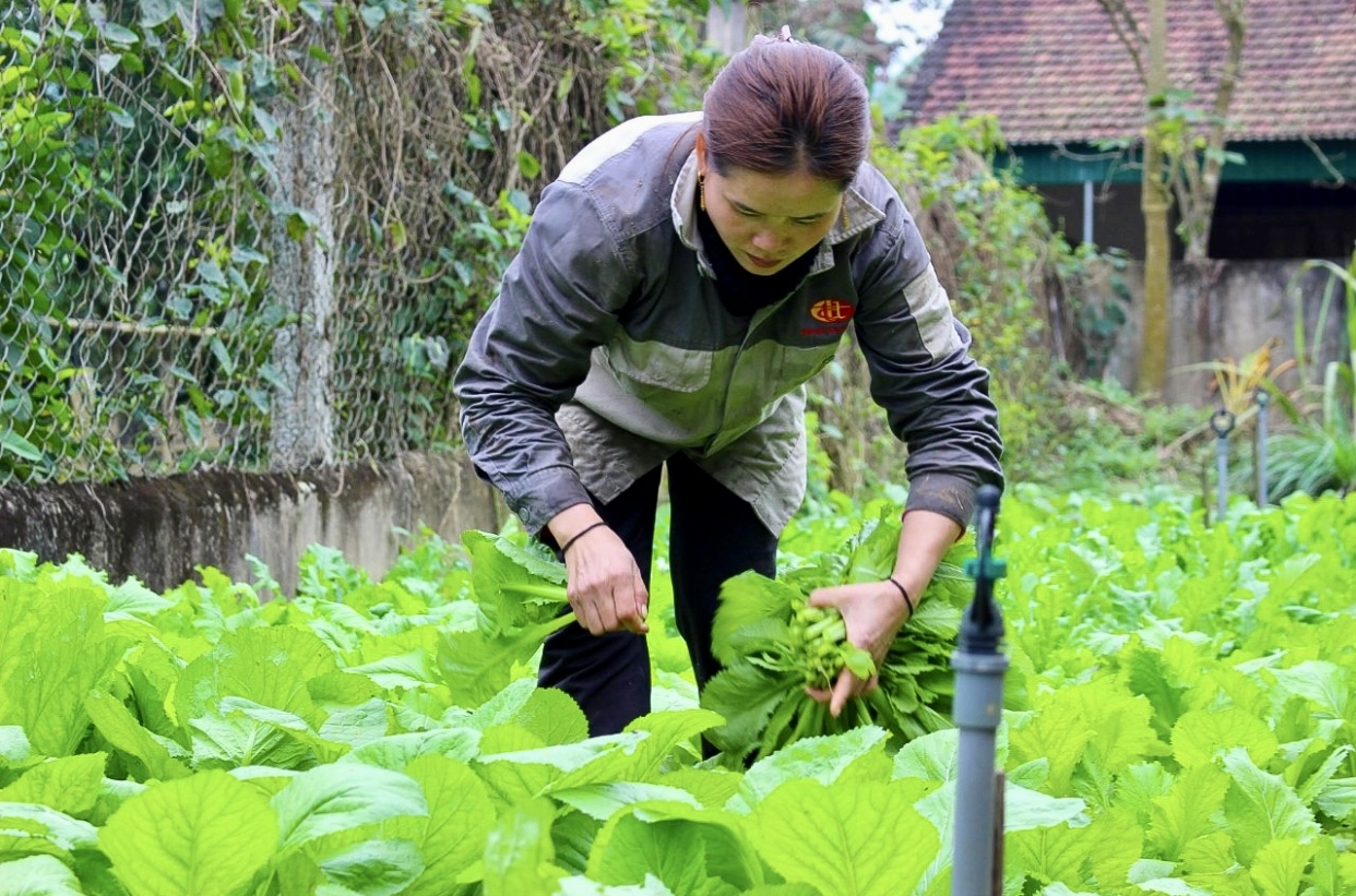 Người dân ở khu tái định cư xã Ngọc Lâm, huyện Thanh Chương tích cực phát triển chăn nuôi, trồng trọt để ổn định cuộc sống , vươn lên làm giàu