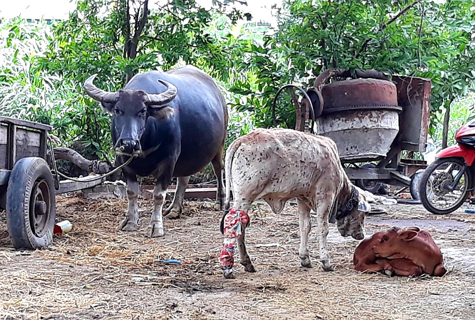 Dịch viêm da nổi cục và tả lợn Châu Phi đã gây thiệt hại nặng nề với cho người chăn nuôi trên địa bàn tỉnh Gia Lai