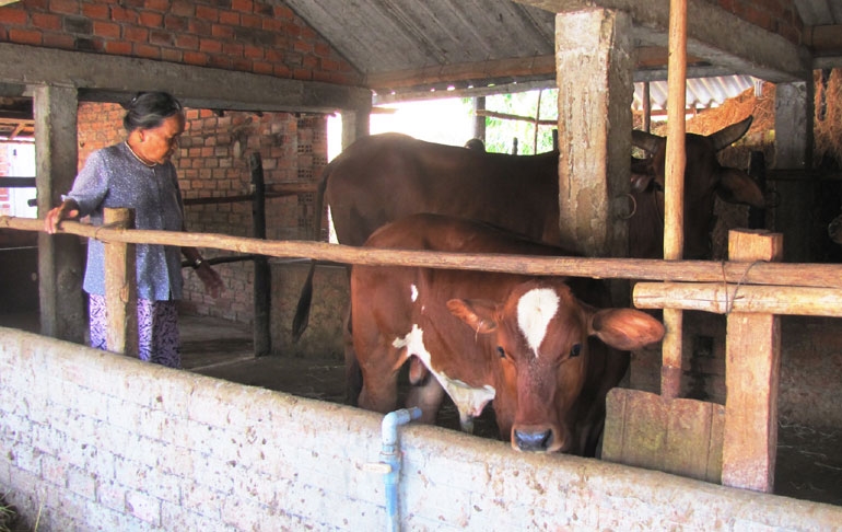 Người dân huyện Sông Hinh phát triển chăn nuôi bò lai BBB mang lại hiệu quả kinh tế cao