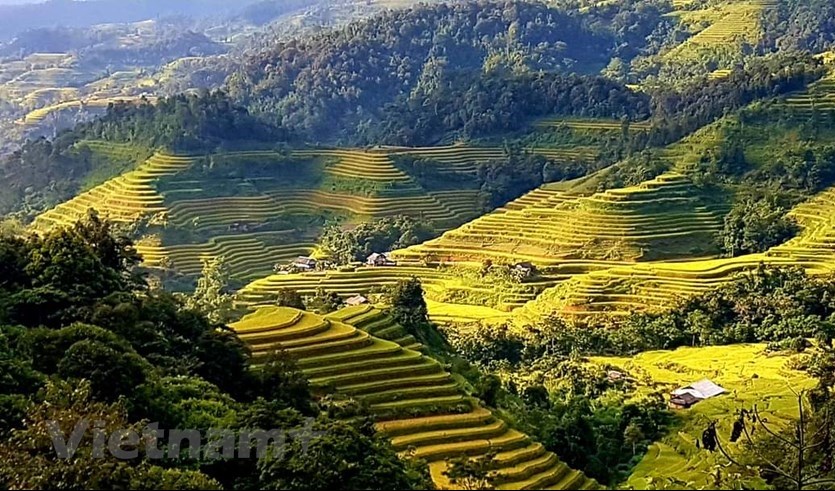 Lúa Hoàng Su Phì thường chín muộn hơn, vào giữa tháng 10. (Ảnh: Đỗ Hùng/Vietnam+)