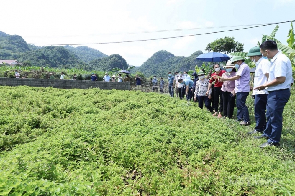 Đến nay, diện tích trồng cây thạch đen trên địa bàn tỉnh Lạng Sơn lên đến 3.000 ha, tăng 37% so với năm 2020. Ảnh: BCT 
