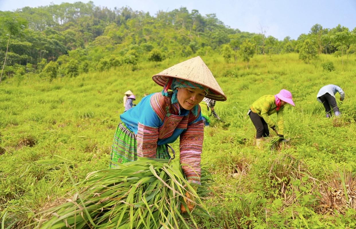 Trồng sả giúp nông dân huyện Bảo Yên nâng cao thu nhập