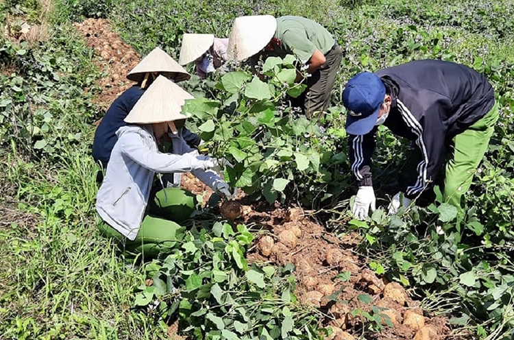 Các chiến sĩ Công an huyện Lộc Ninh xuống địa phương hỗ trợ bà con thu hoạch và tiêu thụ nông sản