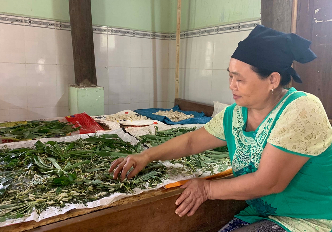 Bà Lục Thị Quế (thôn Drok, xã Chư A Thai, huyện Phú Thiện) chăm sóc tằm mới nở