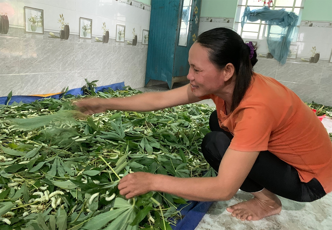 Chị Lương Thị Nhàn (thôn Drok, xã Chư A Thai, huyện Phú Thiện) cho biết, mô hình nuôi tằm ăn lá mì giúp gia đình có thêm thu nhập hàng tháng khoảng 3 triệu đồng