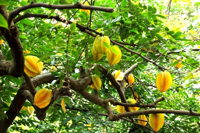 Cây khế ngọt là cây thân gỗ nhỏ cho trái và hoa quanh năm. Ảnh minh họa