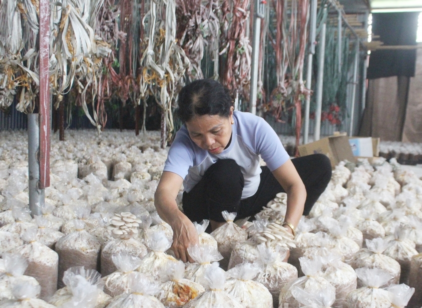 Mô hình trồng nấm rơm của gia đình bà Phạm Khánh Hương, thôn Châu Phong, xã Liên Hà, huyện Đông Anh đem lại hiệu quả kinh tế cao