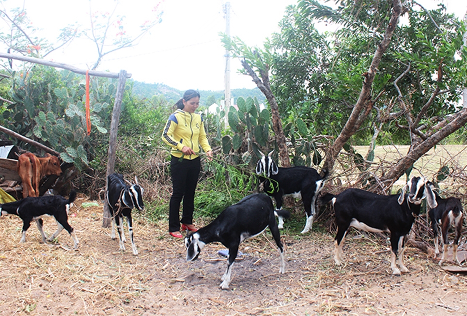 Người nhà của ông Cao Văn Xuống chăm sóc đàn dê. (Ảnh chụp trước ngày 27/4/2021)