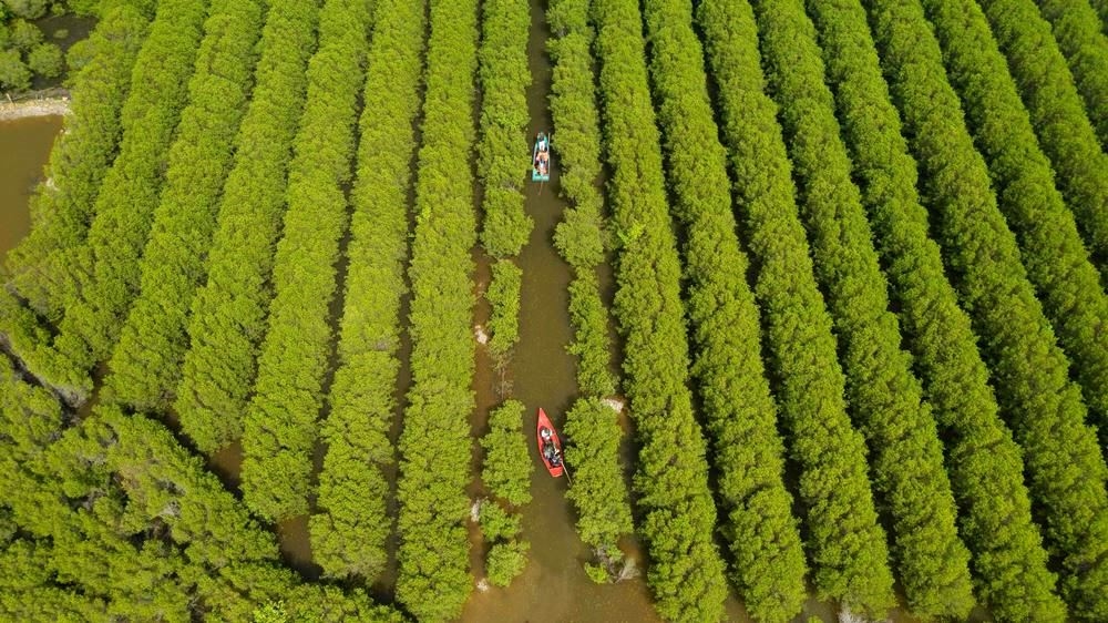 Vào mùa xuân, rừng cây cóc trắng bắt đầu đâm chồi, nảy lộc, tạo nên một mảng xanh biếc ngút ngàn, phủ lấy một vùng trời