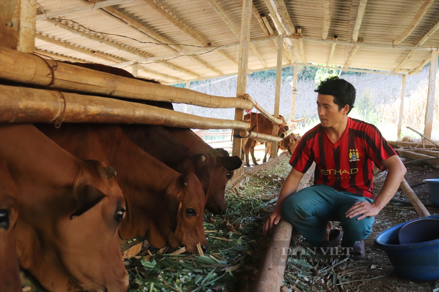 Mô hình nuôi bò thịt ở bản Rừng Thông, xã Mường Bon, huyện Mai Sơn (Sơn La) của anh Giàng A Dạy. Ảnh: Tuệ Linh