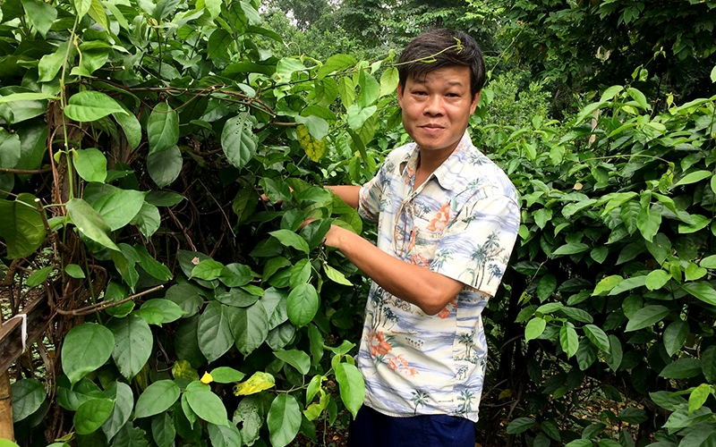TS Trần Văn Ơn là người phát hiện cây dây thìa canh lá to - một cây thuốc trị tiểu đường. Ảnh: Phú Lương