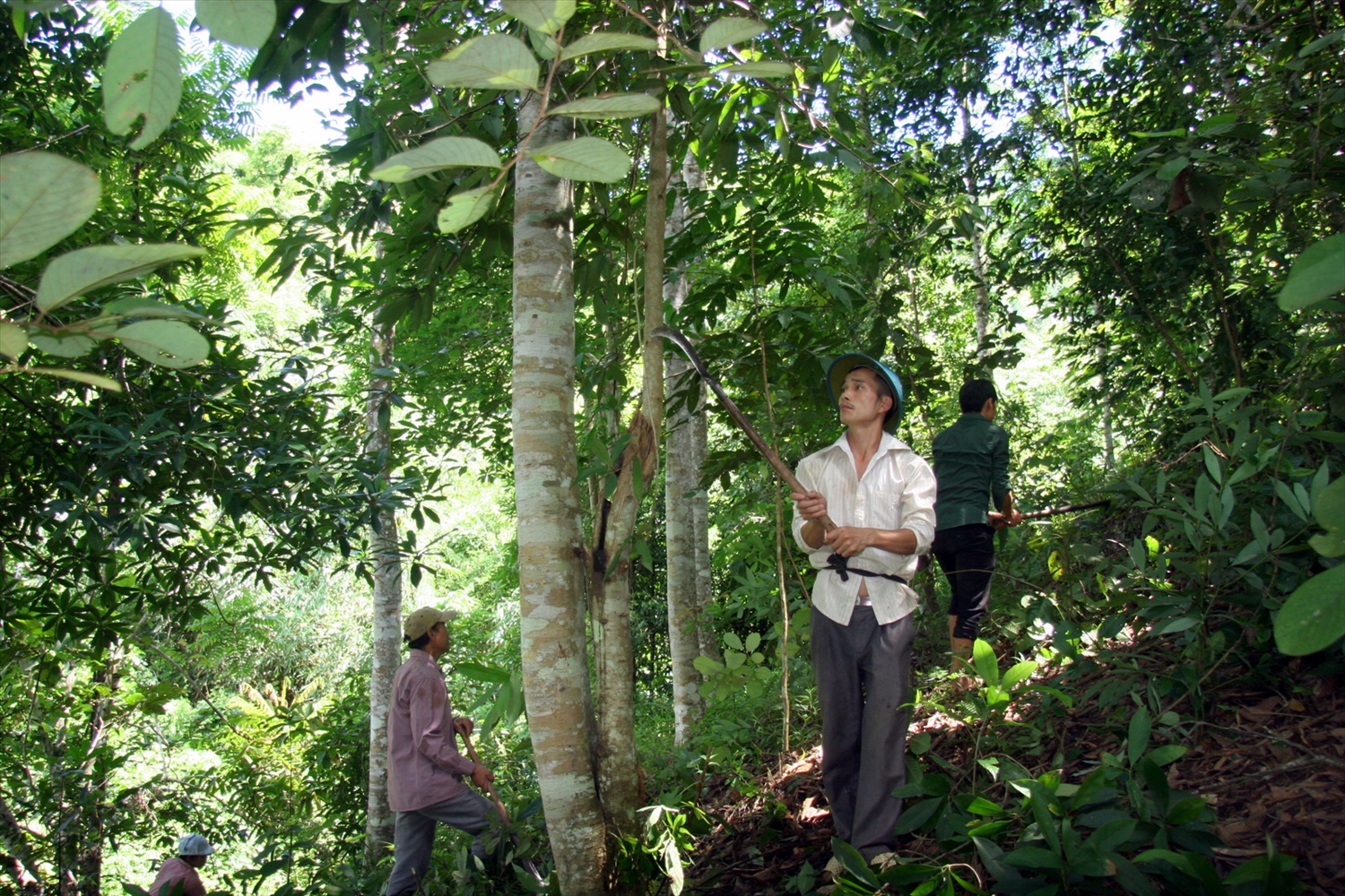 Người dân huyện Phong Thổ (Lai Châu) chăm sóc rừng