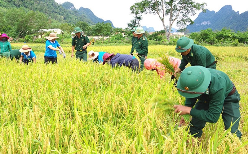 Thái Bình thí điểm mô hình nâng cao giá trị sản xuất lúa  Ảnh thời sự  trong nước  Kinh tế  Thông tấn xã Việt Nam TTXVN
