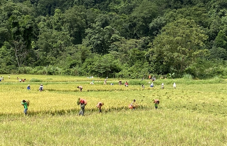 Cánh đồng lúa “biên phòng” ở bản Ka Ai, xã Dân Hóa, huyện Minh Hóa, tỉnh Quảng Bình đang vào mùa thu hoạch  