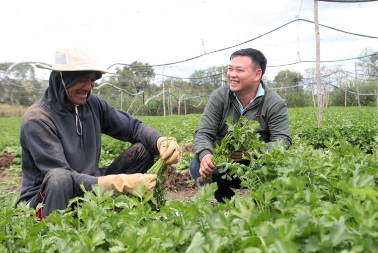 Anh Lưu Lập Đức (bên phải) hướng dẫn nông dân trồng rau trên ruộng