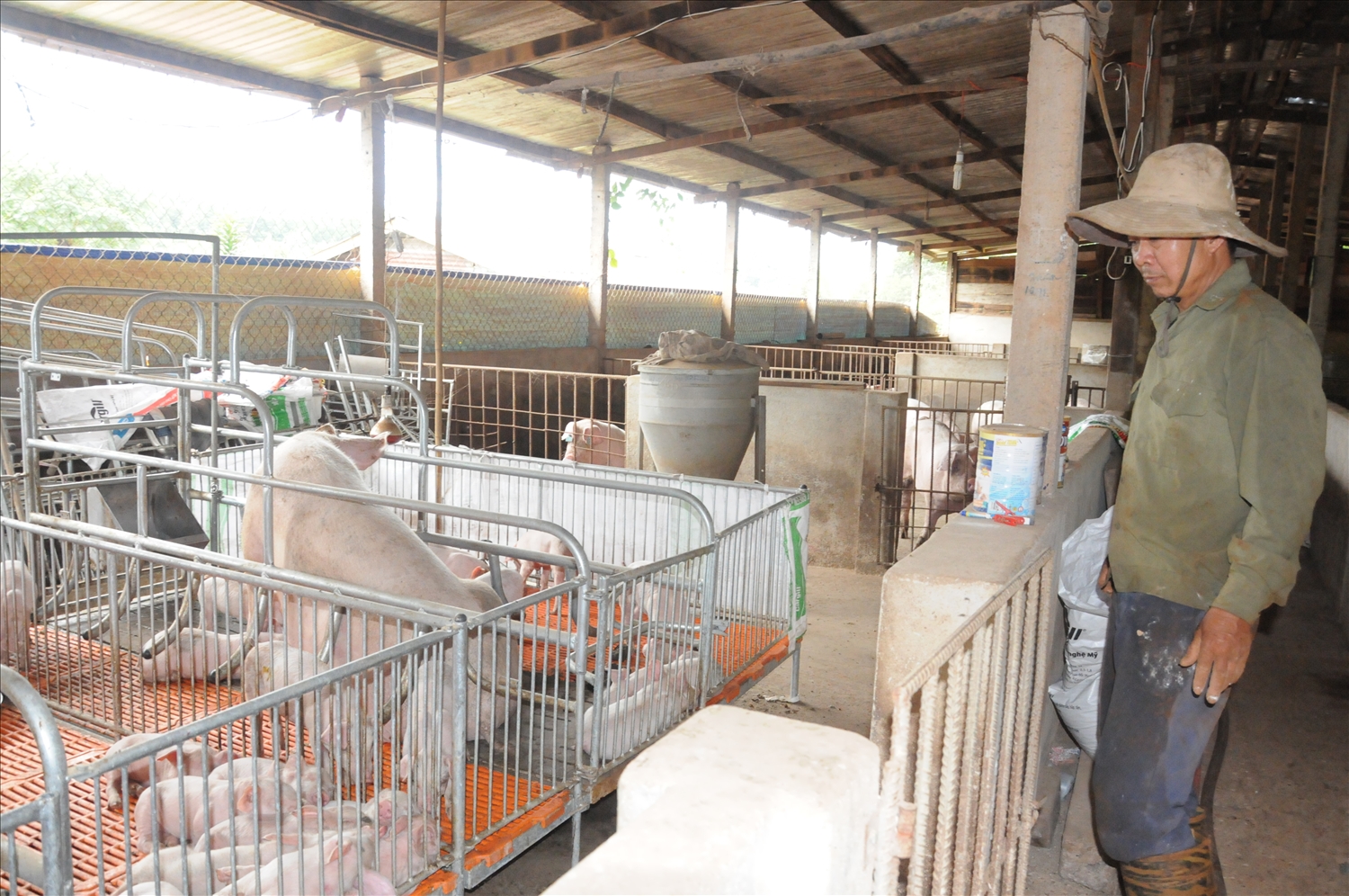 Dự án chăn nuôi heo sạch tại Đắk Nông