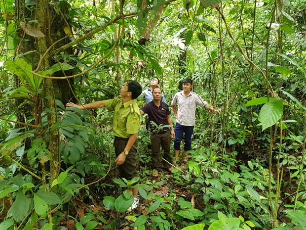 Lực lượng kiểm lâm tuần tra rừng tại khu vực rừng mỏ Ao Xanh (Ảnh M.h)