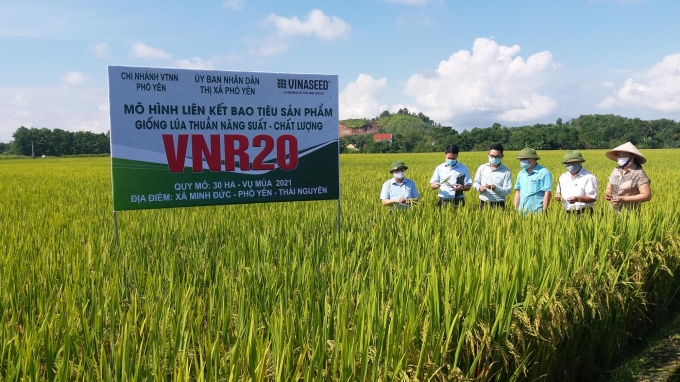 Ngoài hiệu quả kinh tế thấy rõ, giống lúa VNR 20 đáp ứng được các nguyện vọng về xã hội và môi trường cho đồng bào vùng cao. Ảnh: Đồng Văn Thưởng.