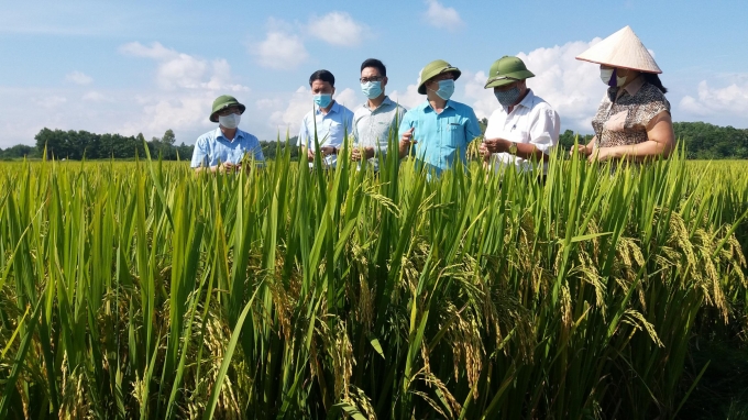 Nhờ sự đồng lòng, quyết tâm, người Sán Dìu ở xã vùng cao Minh Đức (thị xã Phổ Yên, Thái Nguyên) đã hào hứng tiếp cận với sản xuất lúa VietGAP. Ảnh: Đồng Văn Thưởng.