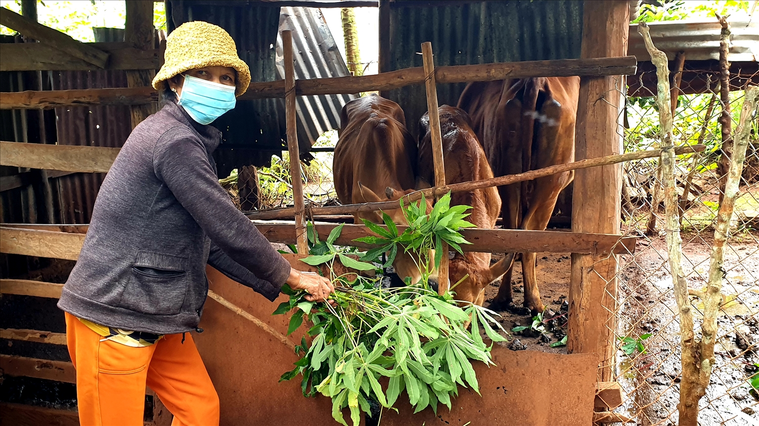 Gia đình bà Ksor Đơnh (làng Dọch Kuế, xã Ia Krai, huyện Ia Grai) đã vươn lên thoát nghèo nhờ nuôi bò từ nguồn hỗ trợ của Chính phủ 
