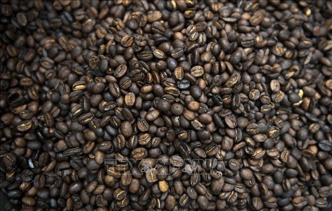 Giá cà phê Robusta giao tháng 11/2021 trên sàn ICE Europe – London đảo chiều suy yếu, giảm 25 USD, xuống 2.110 USD/tấn. Ảnh: AFP/TTXVN