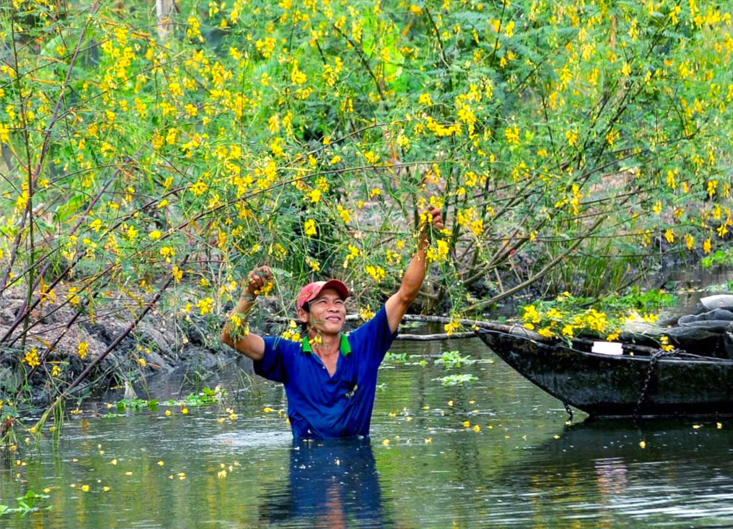 Anh Nguyễn Thanh Tuấn, xã Phú Hội (huyện An Phú, An Giang) hái bông điên điển để bán, kiếm thêm thu nhập trong mùa nước nổi