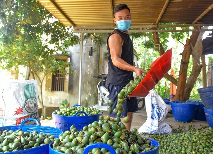 Nghề sấy cau xuất khẩu ở khu vực miền núi Thanh Hóa, đã mang lại nguồn thu nhập ổn định cho nhiều hộ dân
