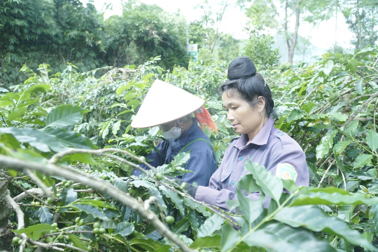 Người dân Mường Ảng thu hoạch cà phê
