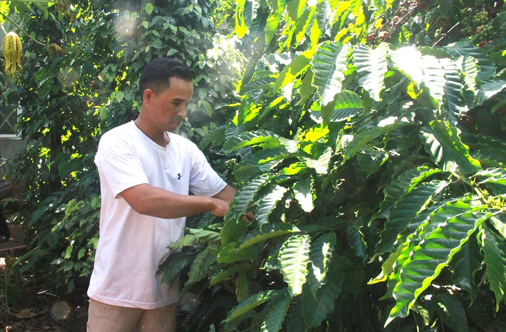  Vườn cà phê xen tiêu của gia đình Y Như Ayun, buôn Ea Su, xã Ea Phê, huyện Krông Pắk