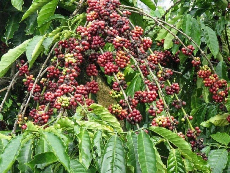 Giá cà phê hôm nay giao dịch trong khoảng 39.700 - 40.600 đồng/kg.