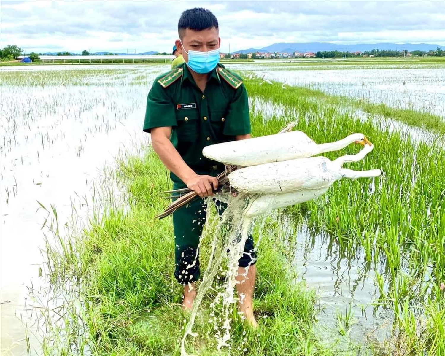 Phá hủy hàng nghìn bẫy cò trên cánh đồng huyện Quảng Trạch 2