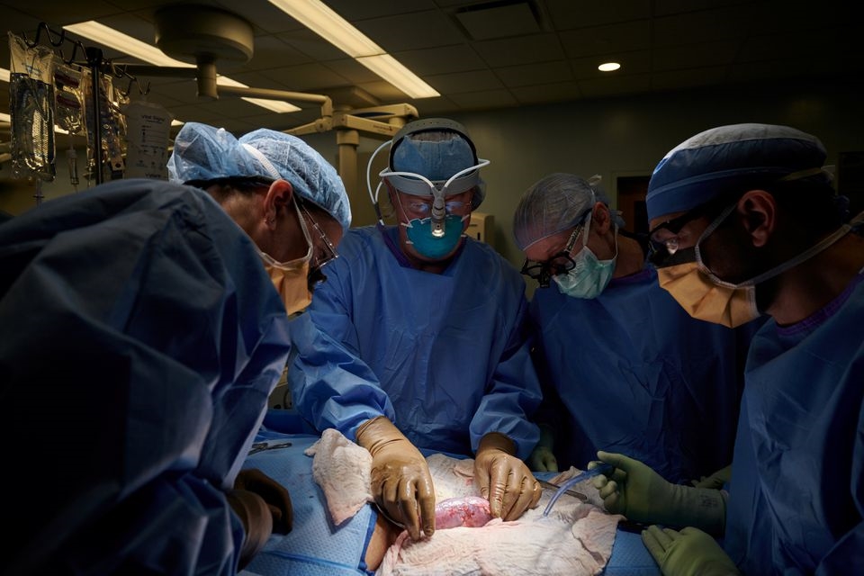 Các bác sĩ trong ca phẫu thuật ghép thận lợn cho người ở New York, Mỹ. Ảnh: NYU/Reuters 