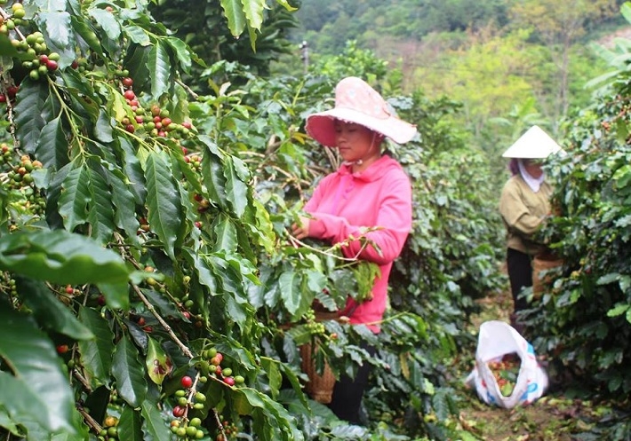  Cà phê Arabica huyện Mường Ảng, Điện Biên có chất lượng cao, nhưng chủ yếu chỉ mới được xuất khẩu dưới dạng sản phẩm thô 